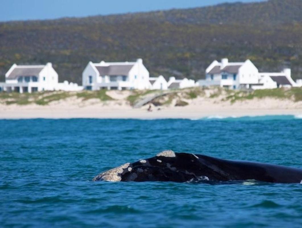 Zuidste Huisie Fisherman'S Cottage Struisbaai Exteriör bild